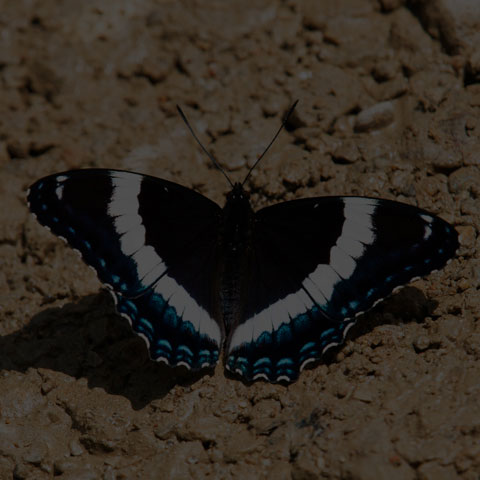 White Admiral