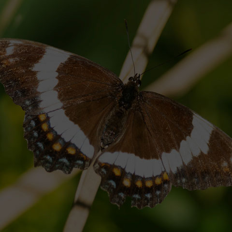 White Admiral