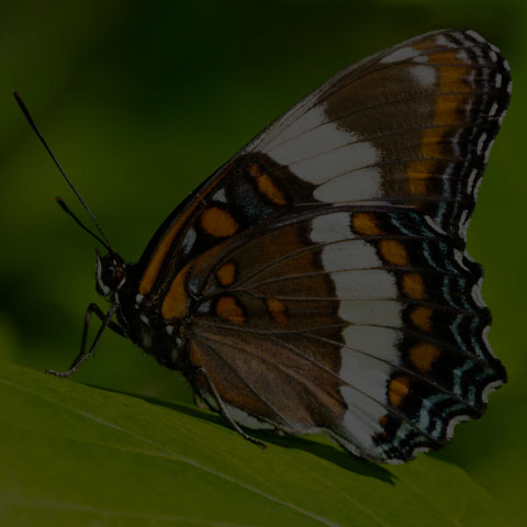White Admiral