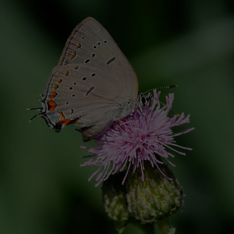 Acadian Hairstreak