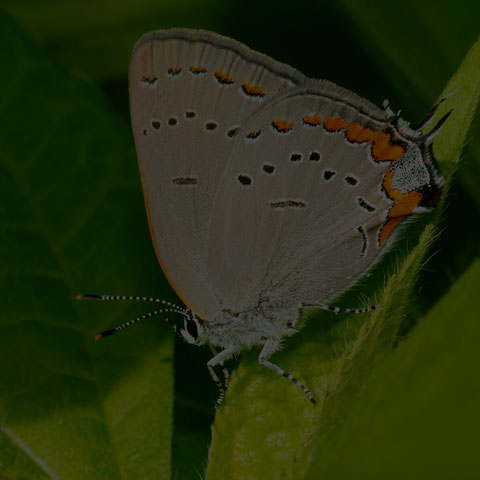Acadian Hairstreak