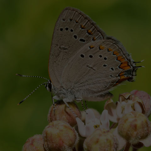 Acadian Hairstreak
