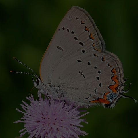 Acadian Hairstreak