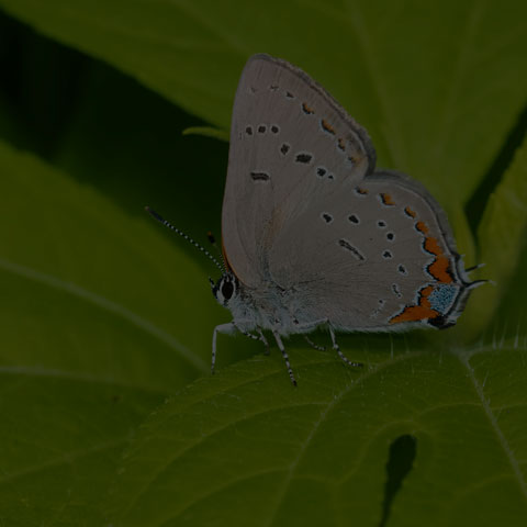 Acadian Hairstreak