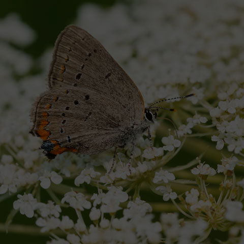 Acadian Hairstreak
