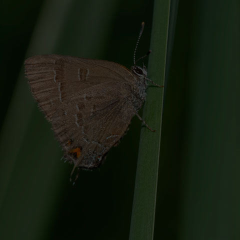 Banded Hairstreak