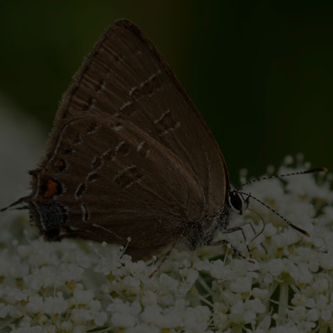 Banded Hairstreak