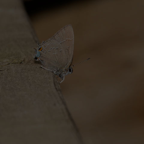Banded Hairstreak