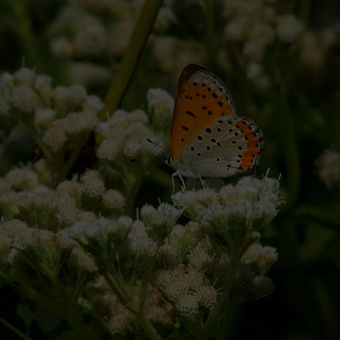 Bronze Copper