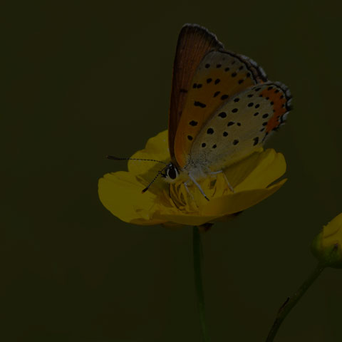 Bronze Copper