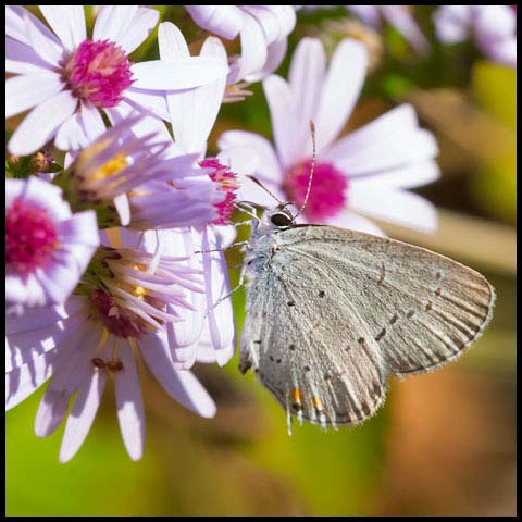 Eastern Tailed Blue