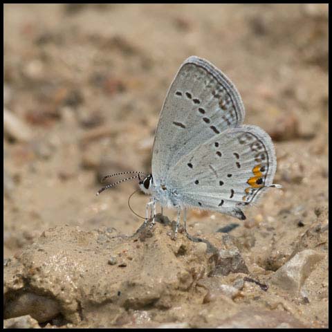 Eastern Tailed Blue