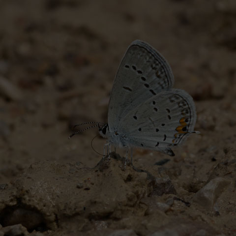 Eastern Tailed Blue