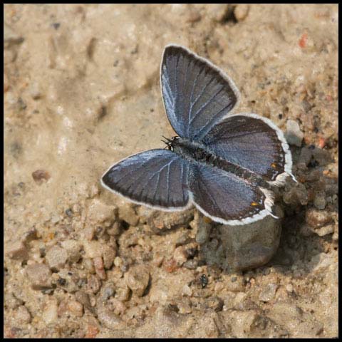 Eastern Tailed Blue