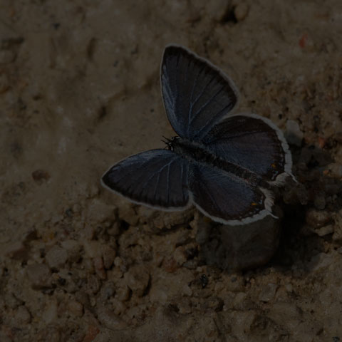 Eastern Tailed Blue
