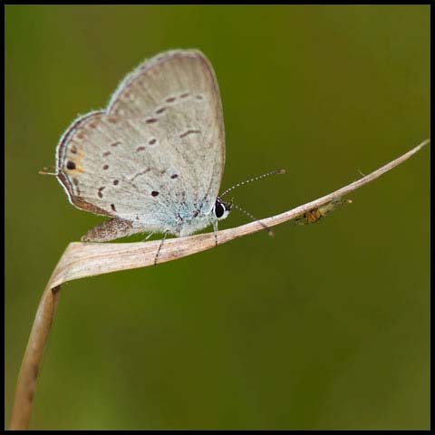 Eastern Tailed Blue