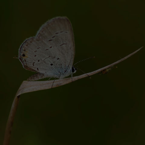 Eastern Tailed Blue
