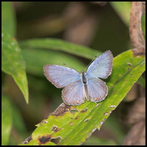 Eastern Tailed Blue