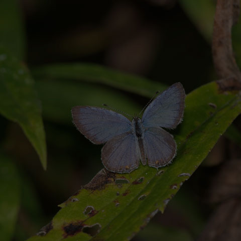Eastern Tailed Blue