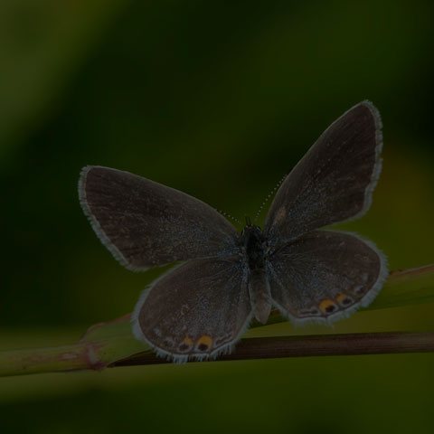 Eastern Tailed Blue