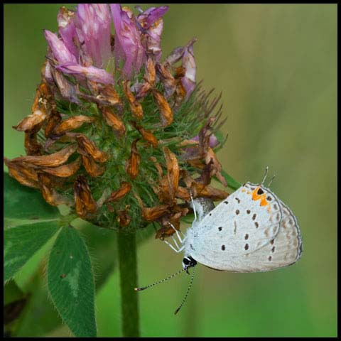 Eastern Tailed Blue