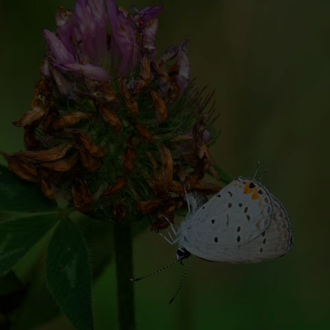 Eastern Tailed Blue