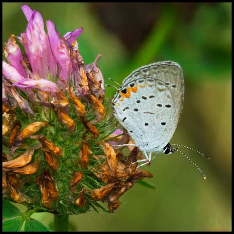 Eastern Tailed Blue