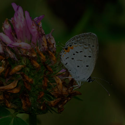 Eastern Tailed Blue