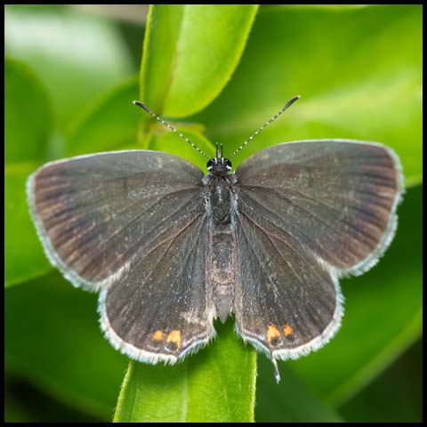 Eastern Tailed Blue