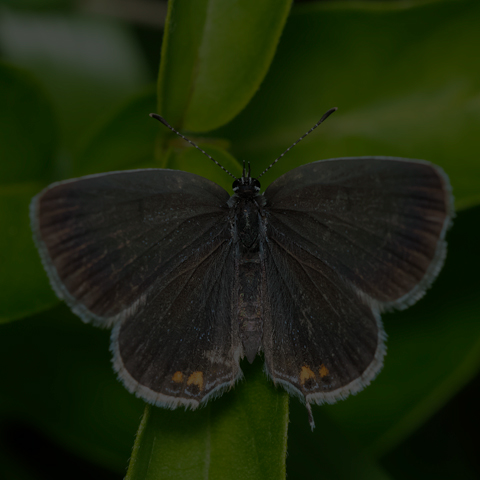 Eastern Tailed Blue
