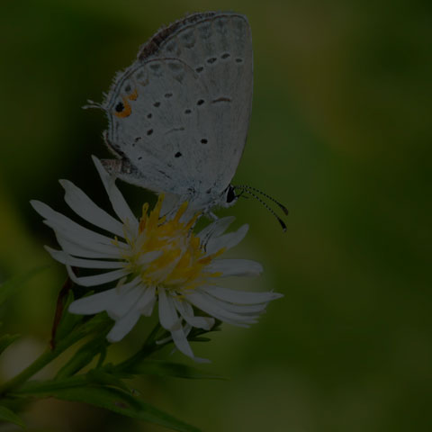 Eastern Tailed Blue