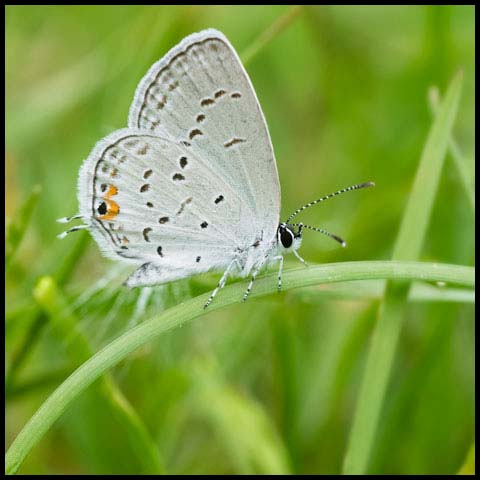 Eastern Tailed Blue