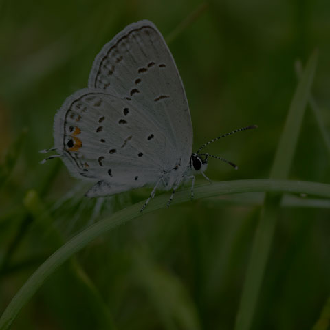 Eastern Tailed Blue