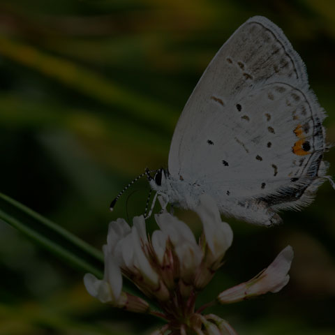 Eastern Tailed Blue