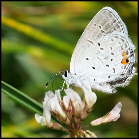 Eastern Tailed Blue