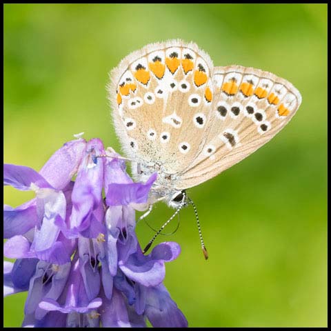 European Common Blue