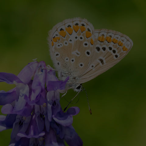 European Common Blue