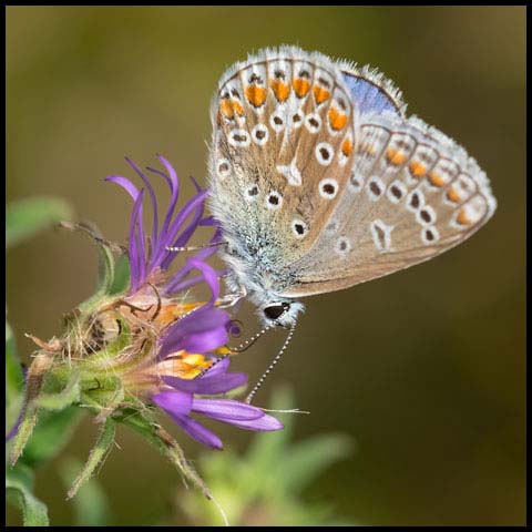 European Common Blue
