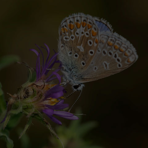 European Common Blue