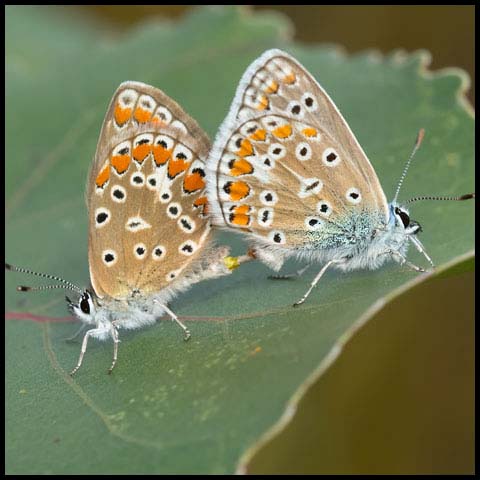 European Common Blue
