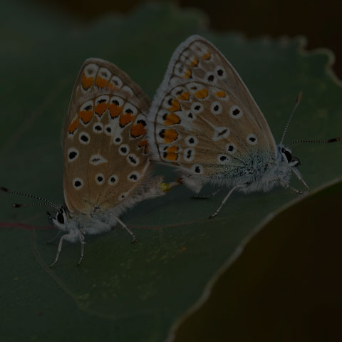 European Common Blue