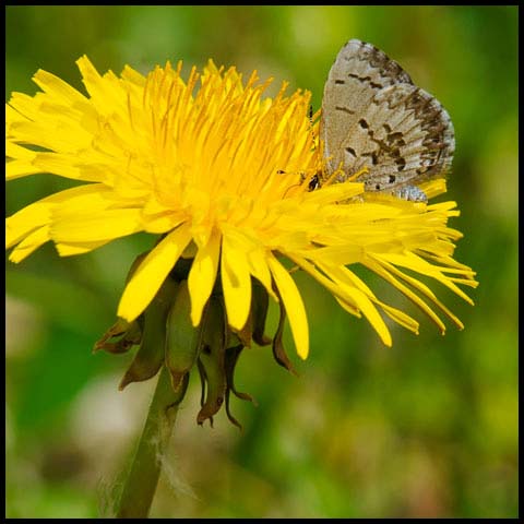Northern Azure