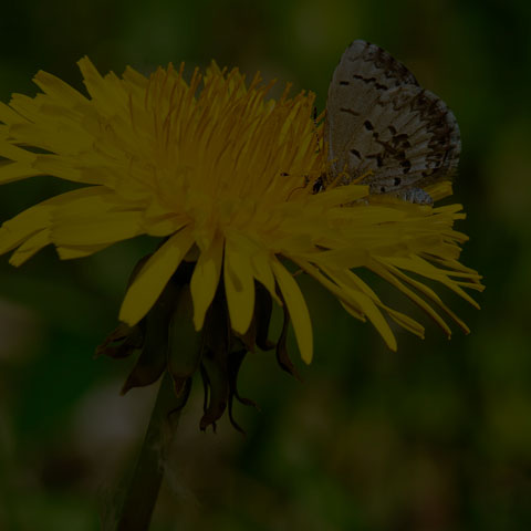Northern Azure