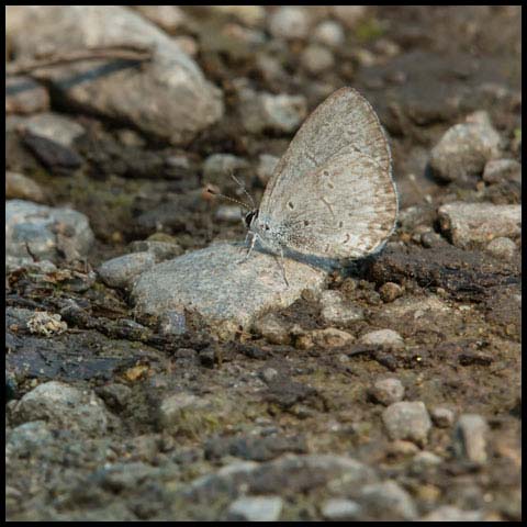 Northern Azure