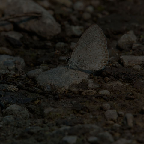 Northern Azure