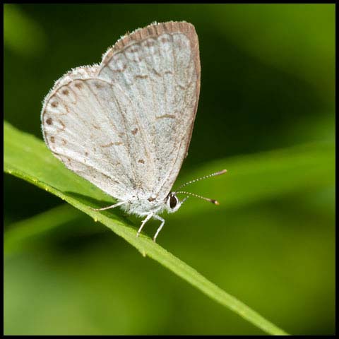 Northern Azure