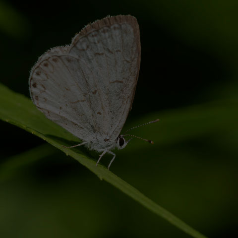 Northern Azure