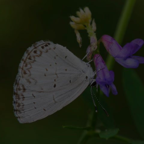 Northern Azure