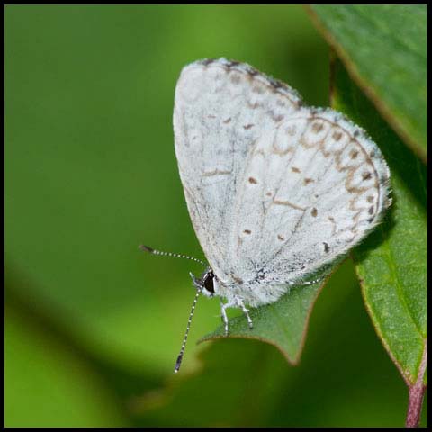 Northern Azure
