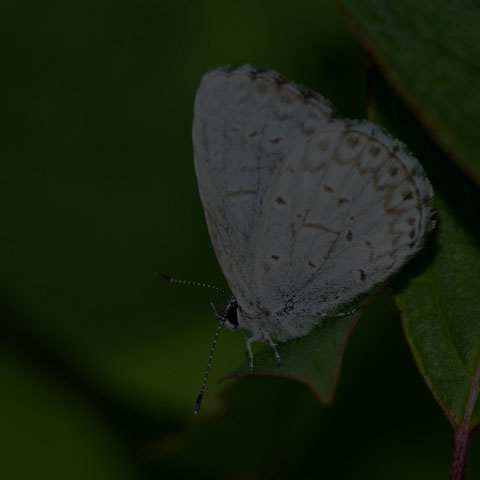 Northern Azure